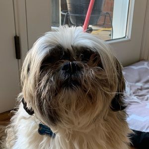 Meet your Posher, Susie